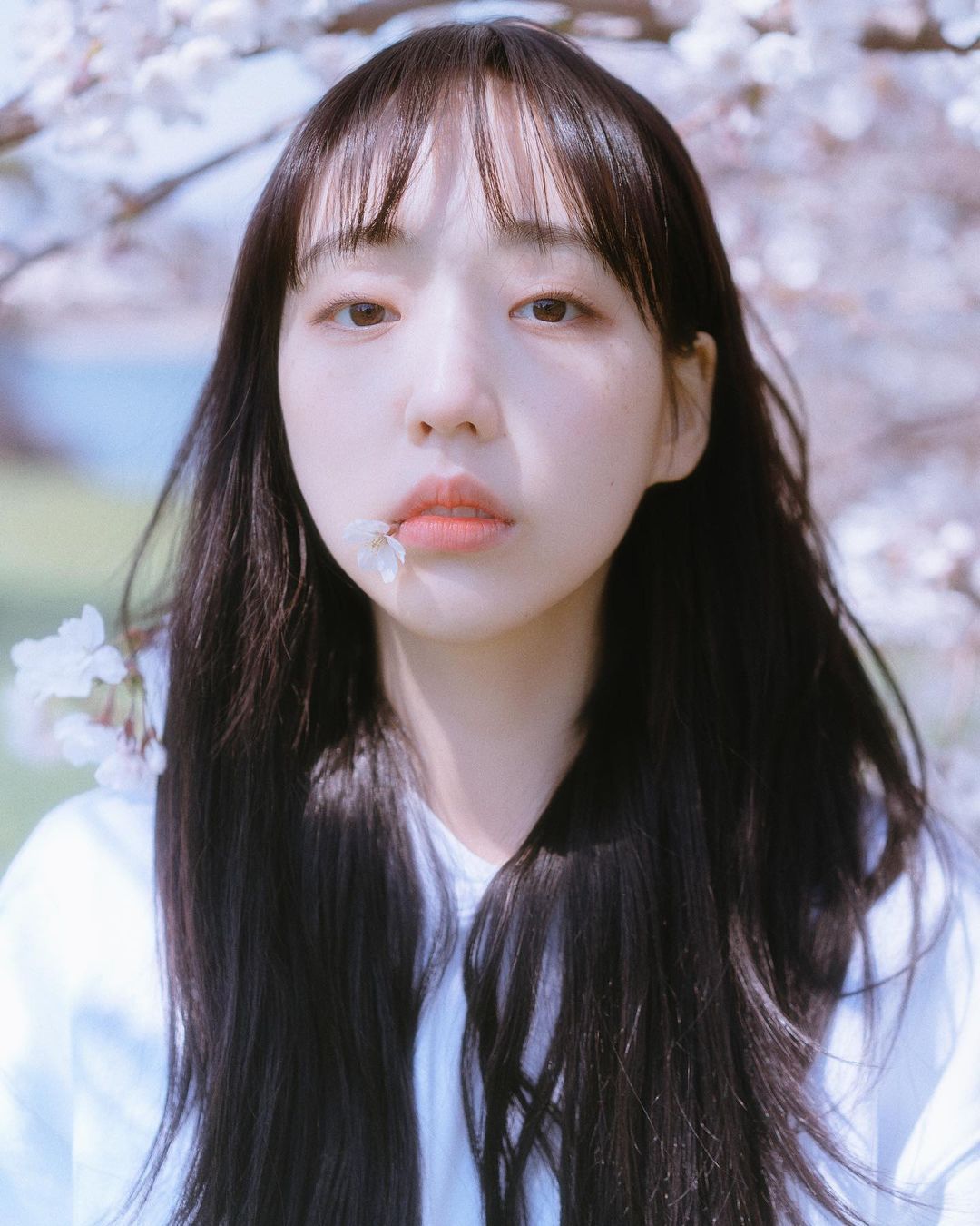 효진님과 찾았던 큰 벚꽃나무 아래서.