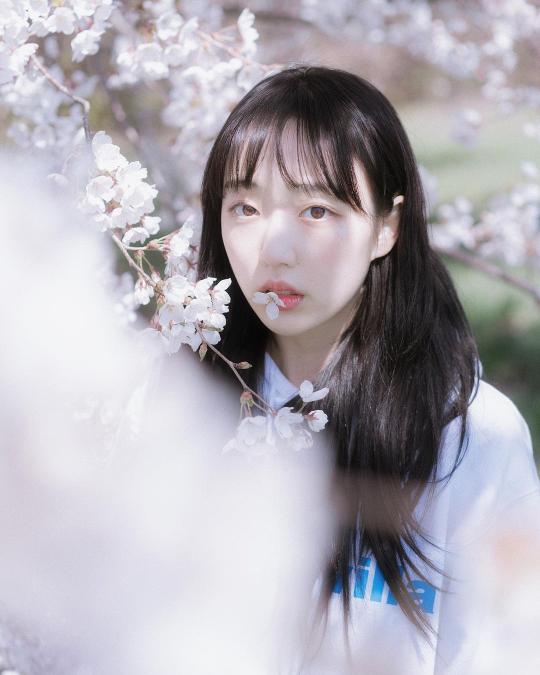  효진님과 찾았던 큰 벚꽃나무 아래서.
