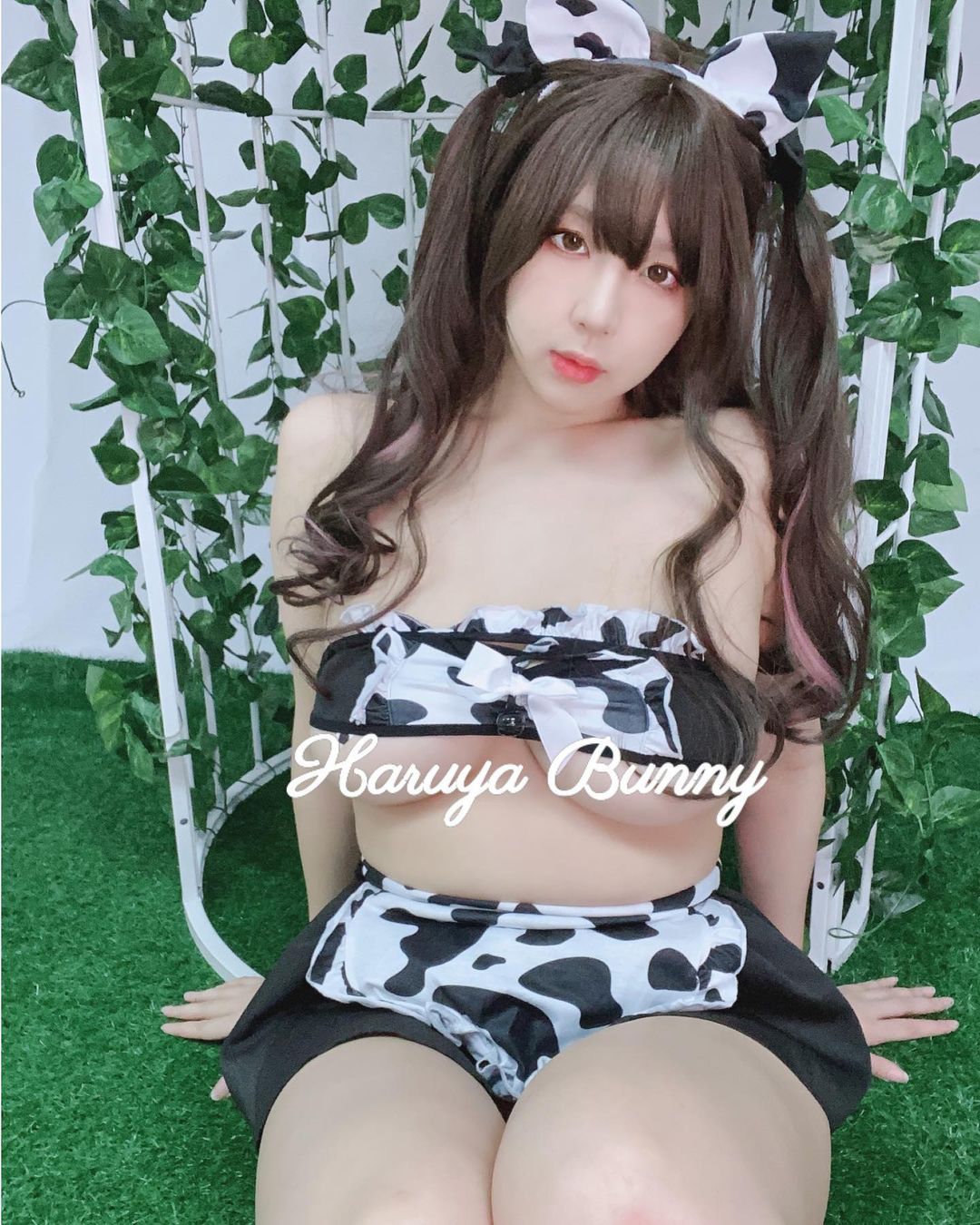  觀賞用肥牛2號