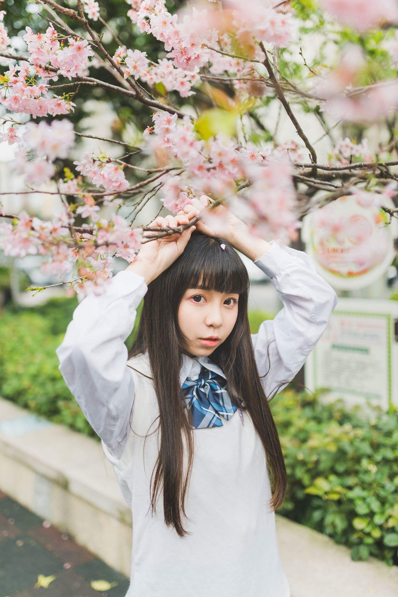  Tiny。微小的妳小喵新家附近的櫻花開�...