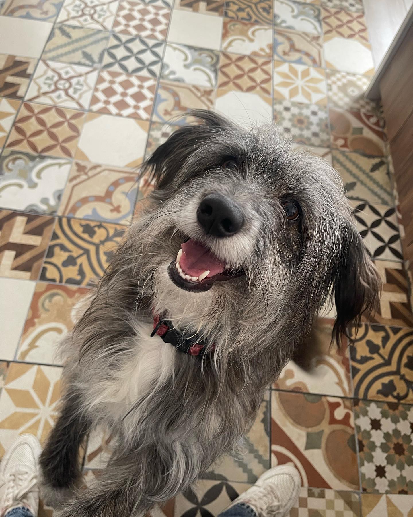  Quererme vestir de negro y llevar a Bimba conmigo ...