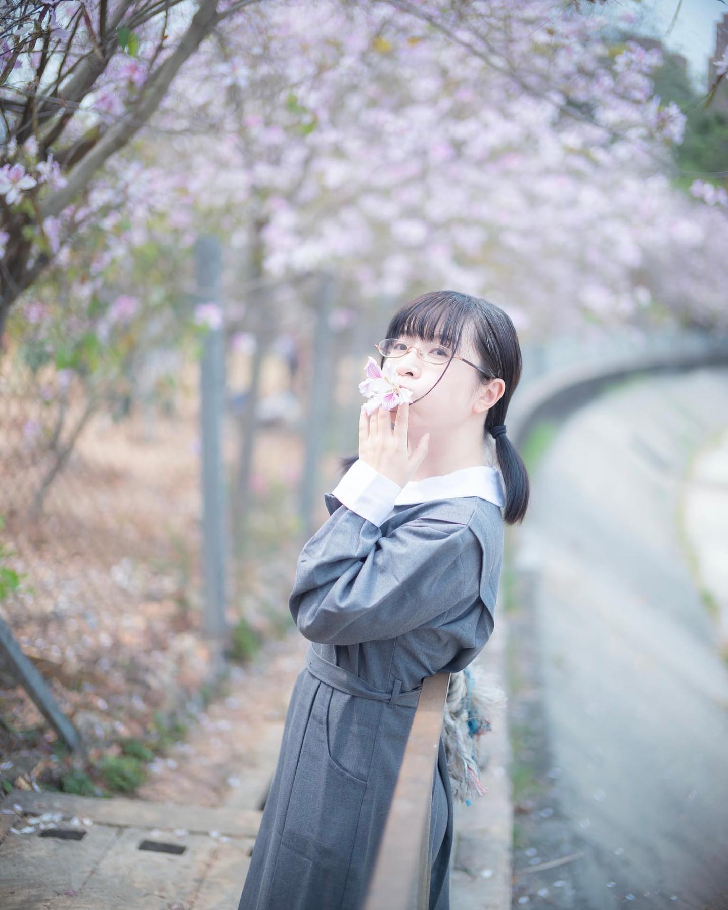  宮粉洋蹄甲是香港的春天小崎十分愛�...