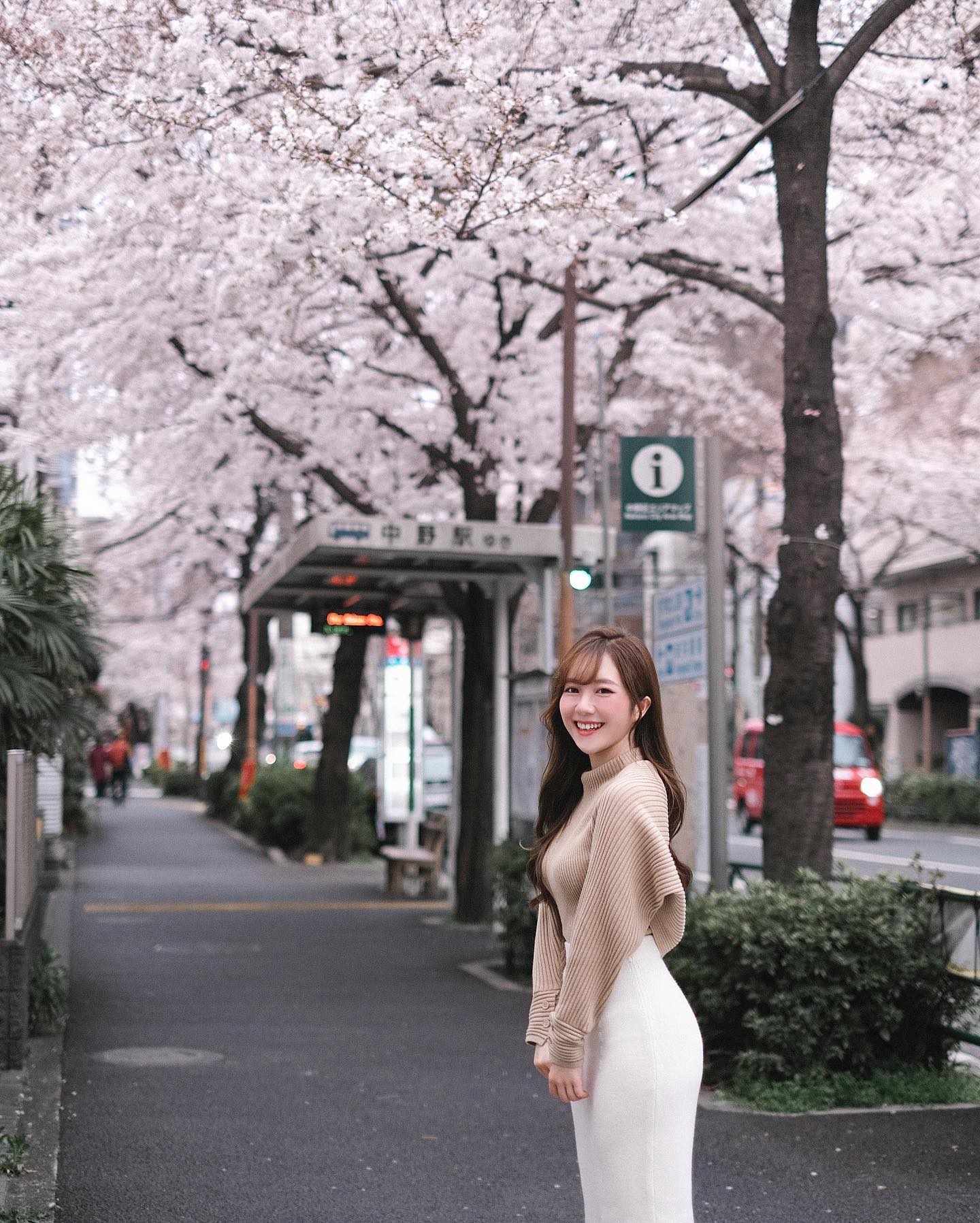  White cherry blossom in full bloom