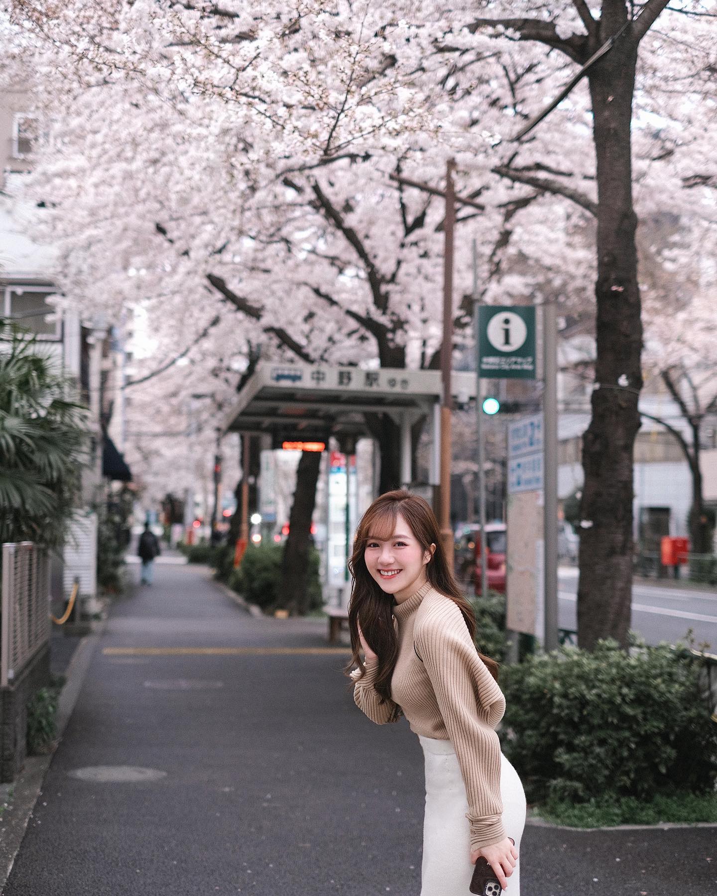  White cherry blossom in full bloom