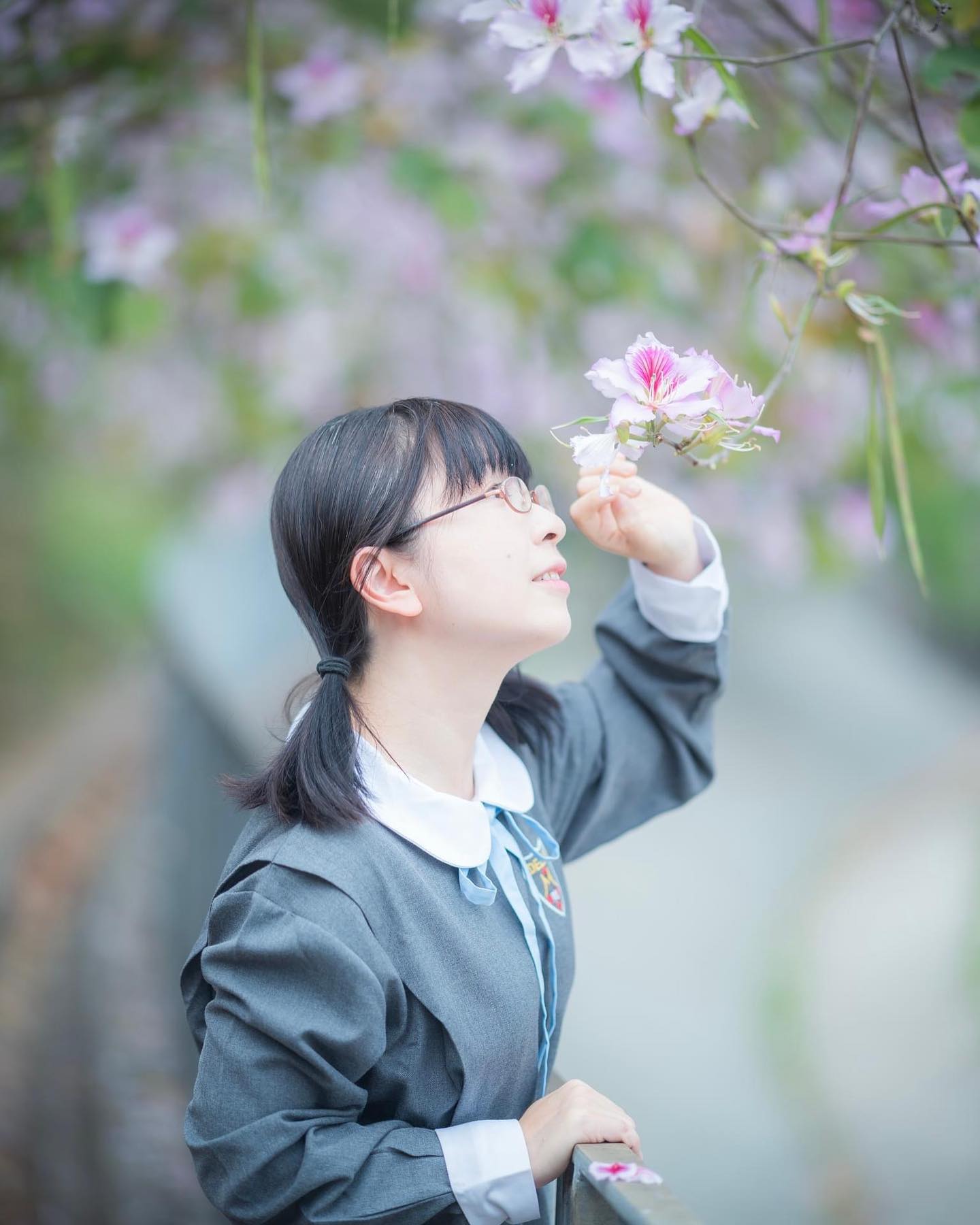  宮粉洋蹄甲是香港的春天小崎十分愛�...