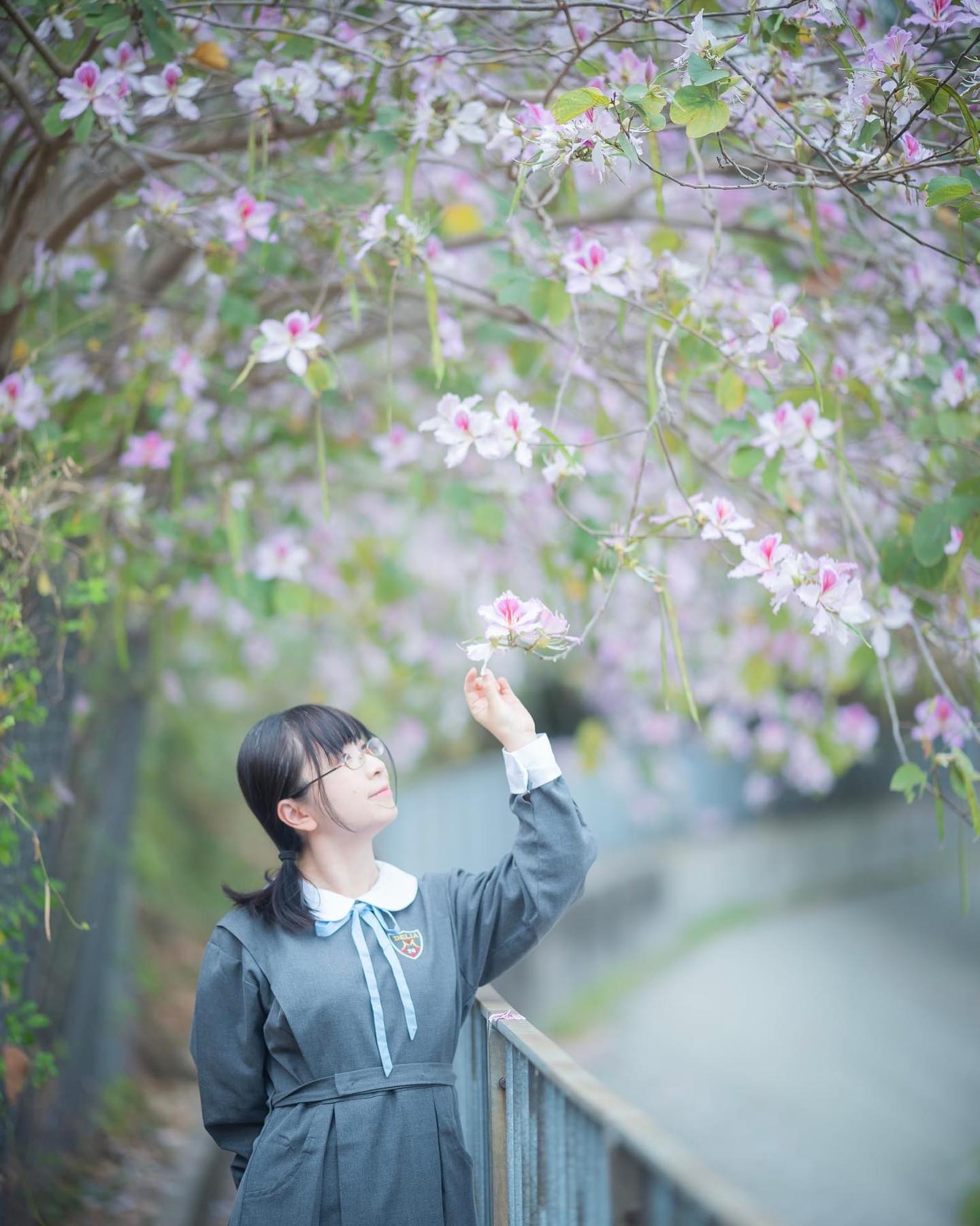  宮粉洋蹄甲是香港的春天小崎十分愛�...